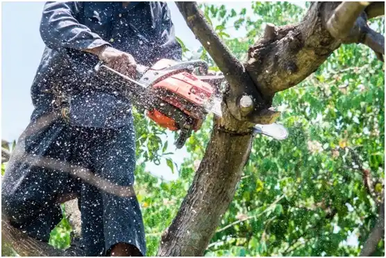 tree services Quitman